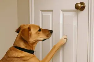 A dog scratching at a door