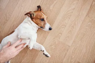 A dog lying on the floor