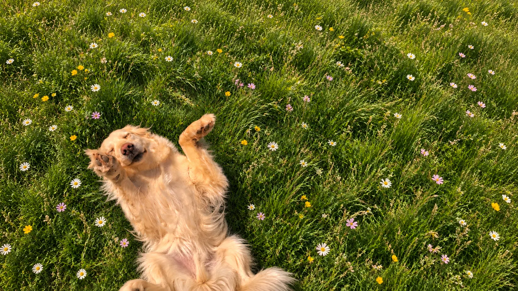 Max the dog