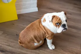 A dog sitting on the floor