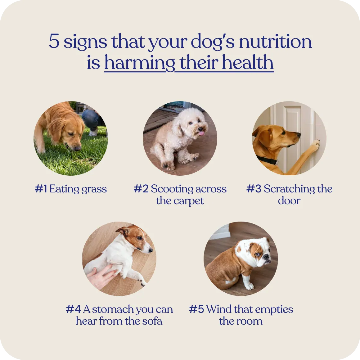 Five signs that your dog’s nutrition is harming their health: eating grass, scooting across the carpet, scratching the door, a stomach you can hear from the sofa, and wind that empties the room